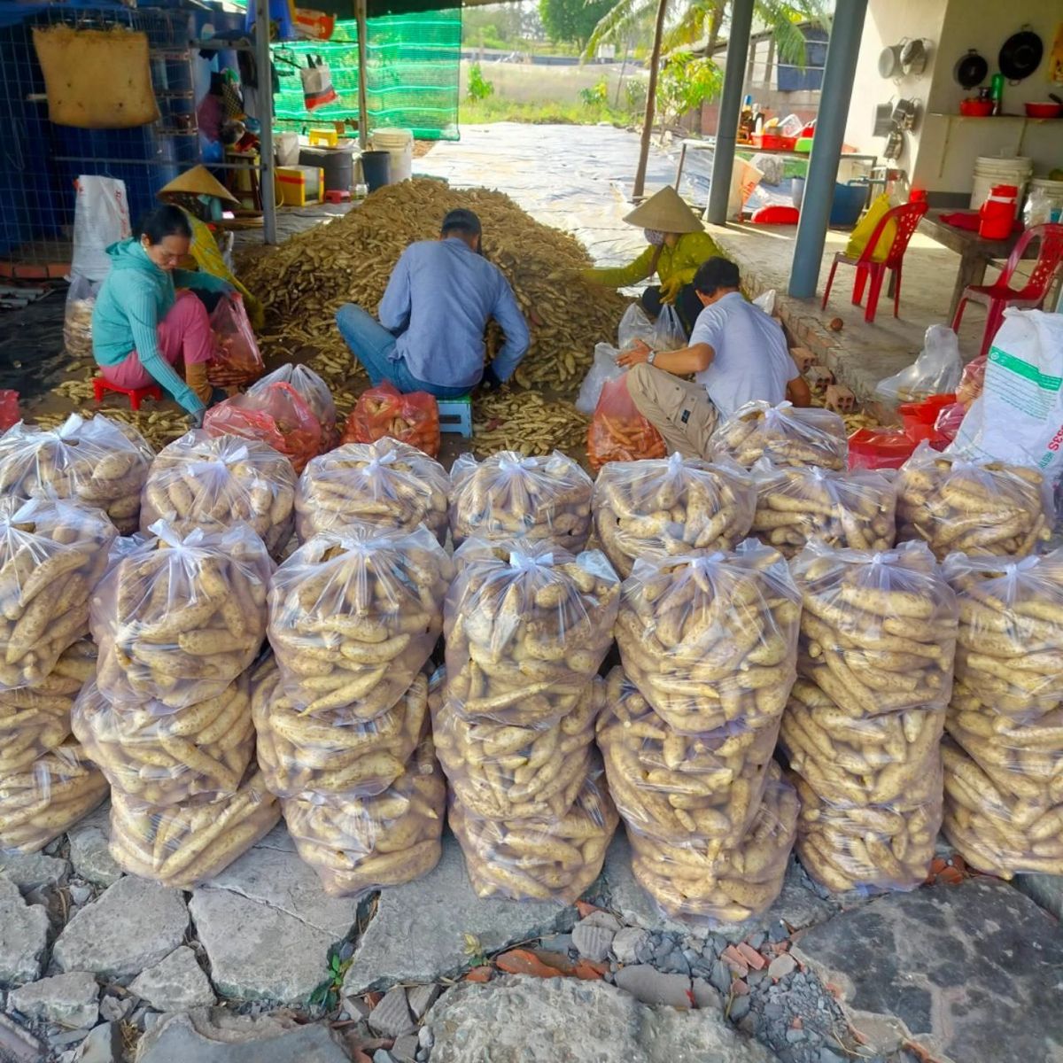 Set 3kg Khoai lang sữa thái ruột vàng dẻo ngọt Set 3kg Khoai lang sữa thái ruột vàng dẻo ngọt