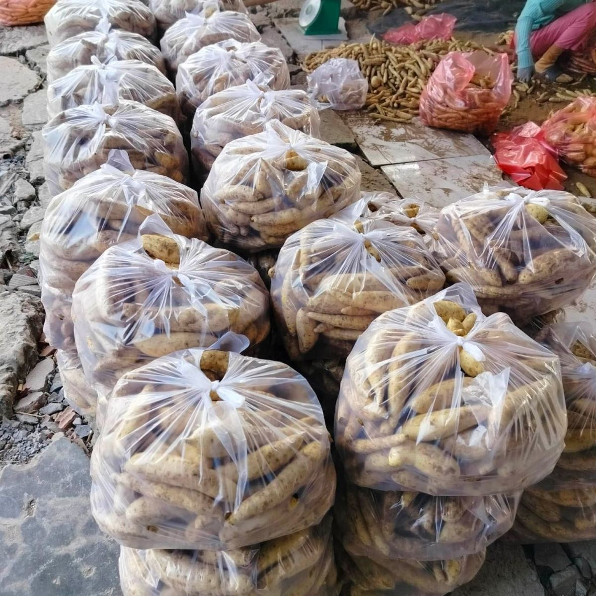 Set 3kg Khoai lang sữa thái ruột vàng dẻo ngọt Set 3kg Khoai lang sữa thái ruột vàng dẻo ngọt