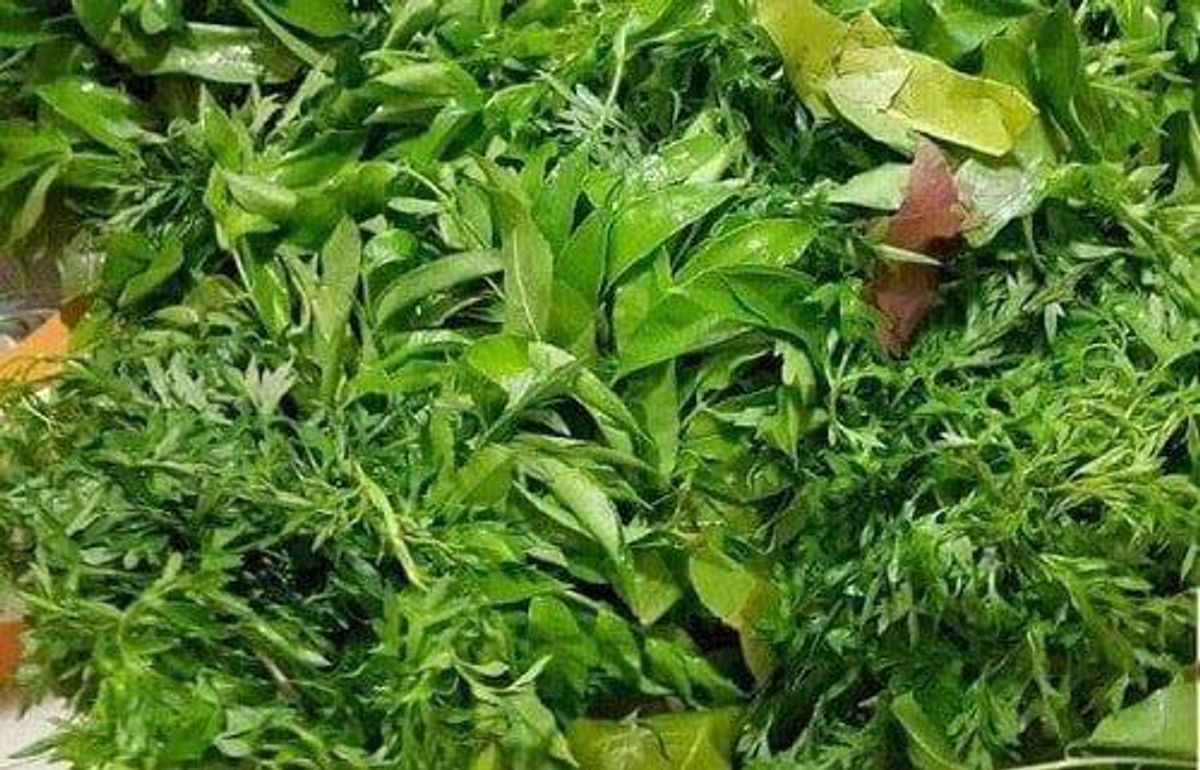 Rau rừng Tây Ninh (lá cóc, rau sao nhái, rau quế vị) giá sỉ, giá bán ...