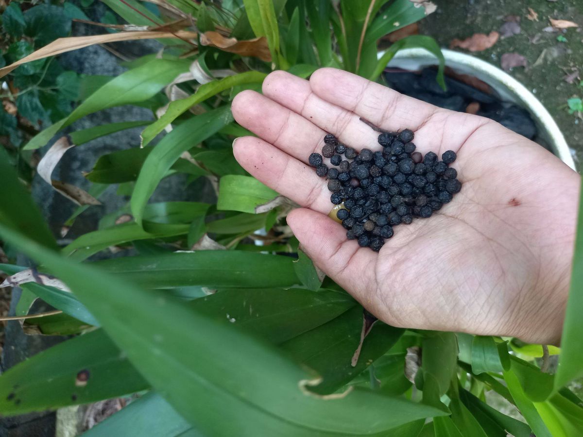Hạt tiêu rừng - Hạt tiêu núi - Hạt màng tang. giá sỉ, giá bán buôn ...