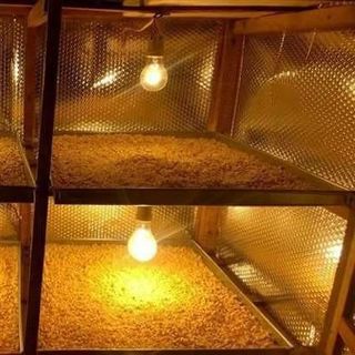 Tinh bột nghệ curcumin