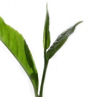 Bột trà xanh đắp mặt nguyên chất