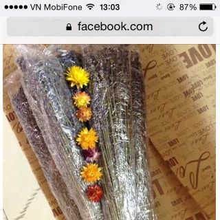 Hoa lavandin của pháp 100