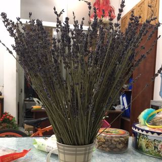 Hoa lavandin của pháp 100