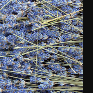 Hoa lavender va lavandin