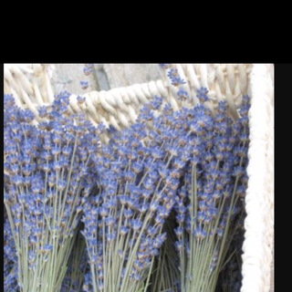 Hoa lavender va lavandin