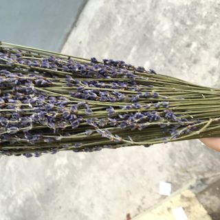 Hoa lavandin
