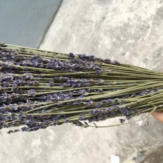 Hoa lavandin