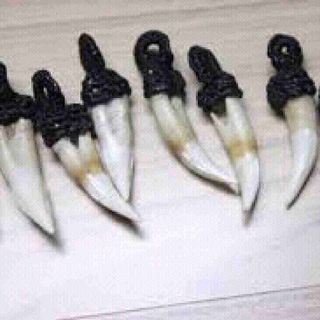 Răng cá sấu phong thủy