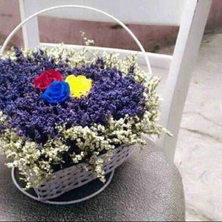 Hoa oải hương