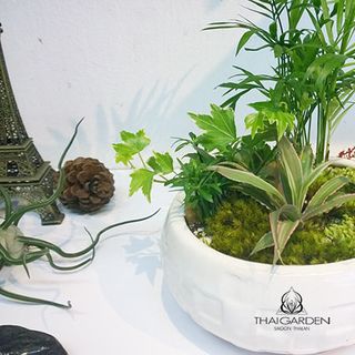 chuyên cung cấp sỉ và lẻ các loại sen đá xương rồng