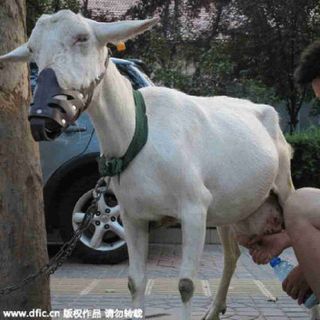 Sữa dê nguyên chất