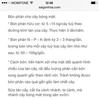 Quần hộp nam