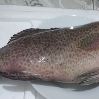 Cá mú đen tươi giá siêu cạnh tranh