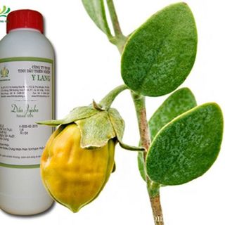 Tinh dầu nền thiên nhiên giá sỉ