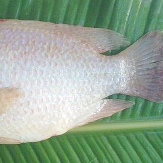 Chuyên cung cấp bán buôn bán sỉ cá diêu hồng tại hà nội và các tỉnh miền bắc
