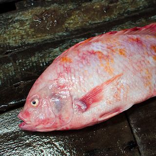 Chuyên cung cấp bán buôn bán sỉ cá diêu hồng tại hà nội và các tỉnh miền bắc