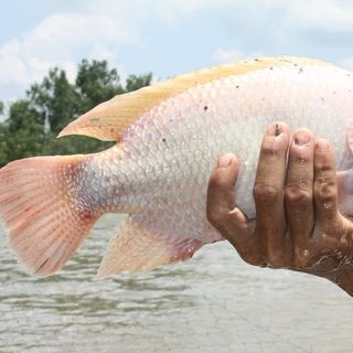 Chuyên cung cấp bán buôn bán sỉ cá diêu hồng tại hà nội và các tỉnh miền bắc