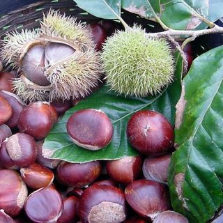 Sỉ hạt dẻ