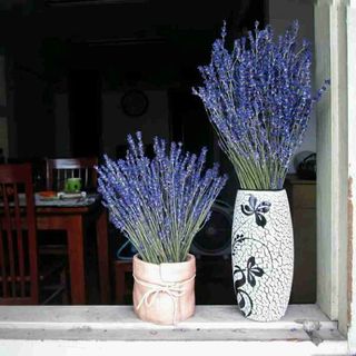 Hoa khô lavender oải hương giá sỉ