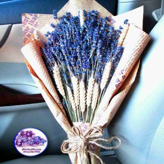 Hoa khô lavender oải hương