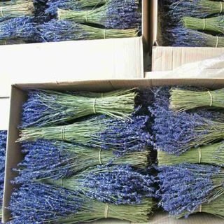 Hoa khô lavender oải hương