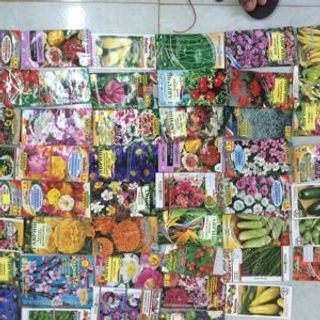 Sỉ hạt giống các loại