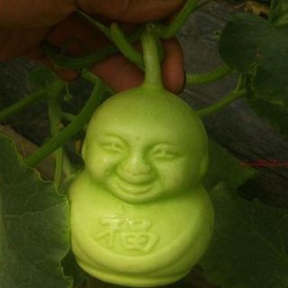 Dưa lê thần tài
