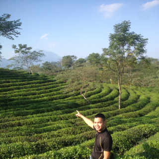 Chè tuyên quang