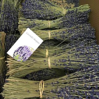 Hoa khô lavender pháp