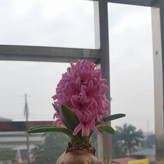Củ lan phong thuỷ