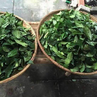 Bột trà xanh