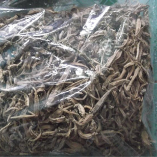 Sâm dây ngọc linh