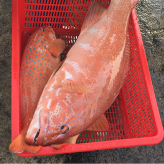 Cá tươi các loại