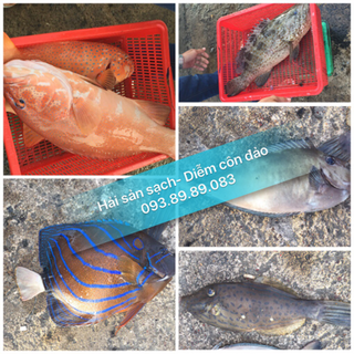 Cá tươi các loại