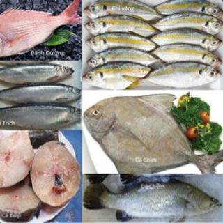 Cá tươi các loại