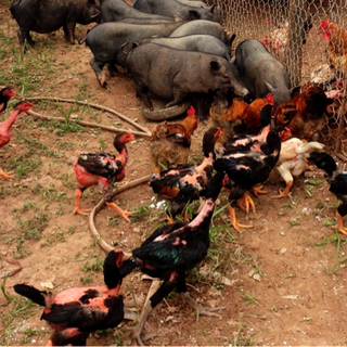 Lợn mán hoà bình