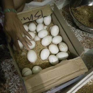 Trứng vịt đồng