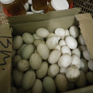 Trứng vịt đồng