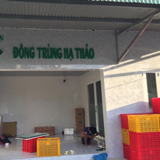 Đông trùng hạ thảo tươi - bien hoa green