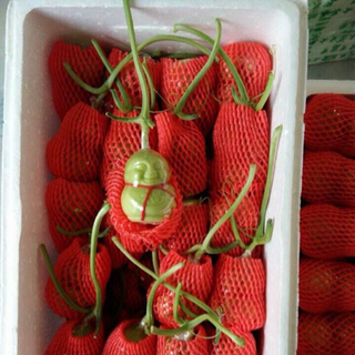 Dưa lê thần tài