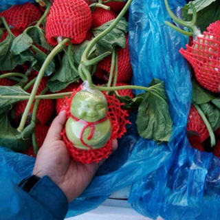 Dưa lê thần tài