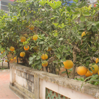 Bưởi diễn