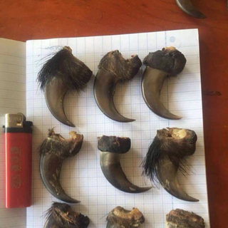 Móng hổ gấu