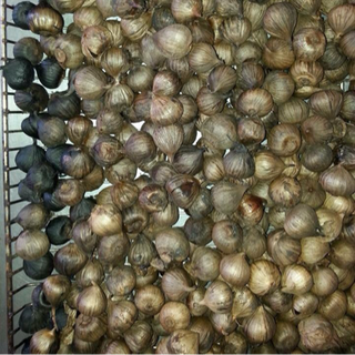Tỏi đen một nhánh