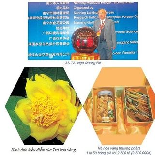 Trà hoa vàng rừng yên bái thu hái thủ công