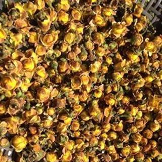 Trà hoa vàng rừng yên bái thu hái thủ công