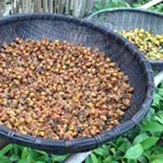 Trà hoa vàng rừng yên bái thu hái thủ công