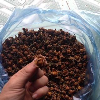 Trà hoa vàng rừng yên bái thu hái thủ công