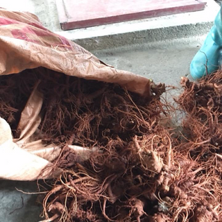 Tam thất bắc